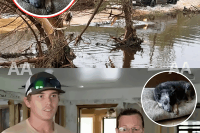 Pensamos que lo habíamos perdido para siempre”: el perro fue encontrado con vida de una manera que nadie podía imaginar después de las inundaciones en Texas, y se reunió con sus dueños en un momento conmovedor y casi imposible de creer|KF